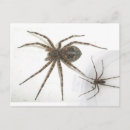 Suche nach spiders poster Natur