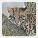 Suche nach gefangene aufkleber Usa