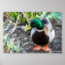Suche nach wildente poster Natur