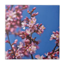 Suche nach kirschblüten fliesen Sakura