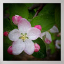Suche nach rosa apfel poster Blüten