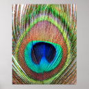 Suche nach vogelfeder poster Pfau