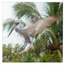 Suche nach fliegen fliesen Vogel