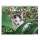 Suche nach kätzchen ich kalender Fotografie