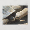 Suche nach galapagos schildkröte poster Schildkröten