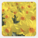 Suche nach keukenhof aufkleber Tulpe