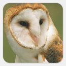 Suche nach uhu aufkleber Greifvögel