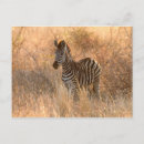 Suche nach kruger nationalpark Tierwelt