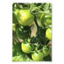 Suche nach ernte poster Küche