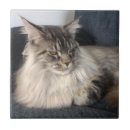 Suche nach waschbär fliesen Tier