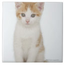 Suche nach hauskatzen fliesen In voller länge