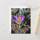 Suche nach frühlings blumen postkarten Farbenfroh