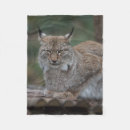Suche nach luchs katze haustier wohnen zuhause Kobold