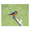 Suche nach swallow poster Tiere
