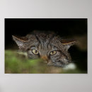 Suche nach felis poster Kätzchen