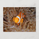 Suche nach clownfische postkarten Anemone