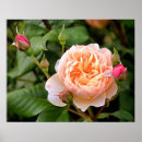 Suche nach pfirsichblüte poster Rose