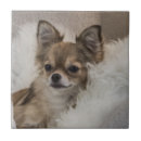 Suche nach chihuahua fliesen Hund