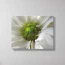 Suche nach chrysantheme leinwandbilder Gärten