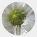 Suche nach chrysanthemen aufkleber Weiß
