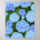 Suche nach blaue hydrangeas poster Blumenreich