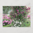 Suche nach rosengarten postkarten Rosa