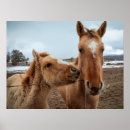 Suche nach colte poster Ranch
