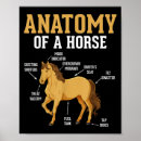 Suche nach anatomie poster Pferd