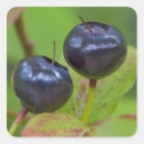 Suche nach reife aufkleber Früchte