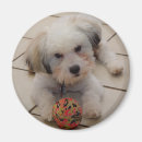 Suche nach baumwolle magnete Hund