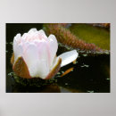Suche nach wasserlilie poster Botanisch