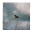 Suche nach schwarze krähe fliesen Natur