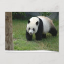 Suche nach babypanda postkarten Tragen