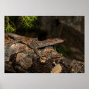 Suche nach terrarium poster Reptil