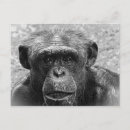 Suche nach weißer affe postkarten Schimpanse