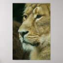 Suche nach große katzen poster Tigerkopf