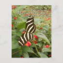 Suche nach longwing schmetterling des zebra Zebraschmetterling