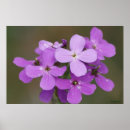 Suche nach lila wildblumen poster Violette blumen