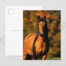 Suche nach bob postkarten Rasse