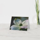 Suche nach hartriegel blume Weiß