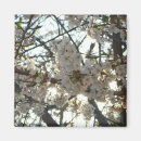 Suche nach kirschblüte baum magnete Kirsche