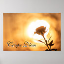 Suche nach blüht poster Blüten