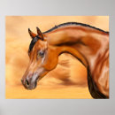 Suche nach arabisches pferd poster Pferde