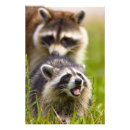 Suche nach schädlinge poster Prokyonschleifer