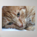 Suche nach miezekatze poster Tiere