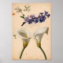 Suche nach calla lily poster Botanisch