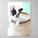 Suche nach french poster Bulldog