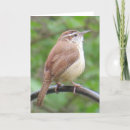 Suche nach zaunkönige postkarten Carolina zaunkönig