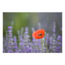 Suche nach mohn poster Weich