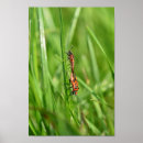 Suche nach gras poster Natur